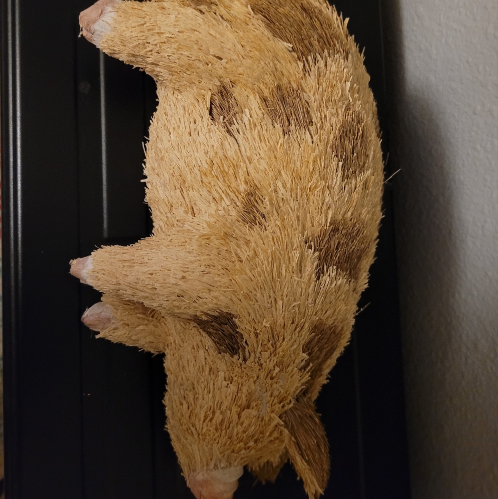 Super cute piggie